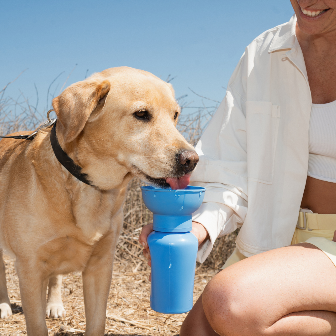 Springer Pets - Dog Travel Water Bottle, 20oz, Flip Silicone (12 Pack): Mixed (12 Pack)