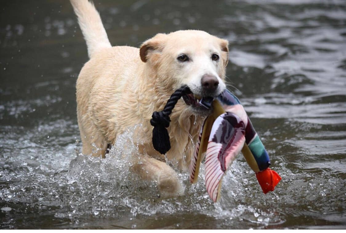 Spunky Pup - Fly & Fetch Launching Toys: Duck