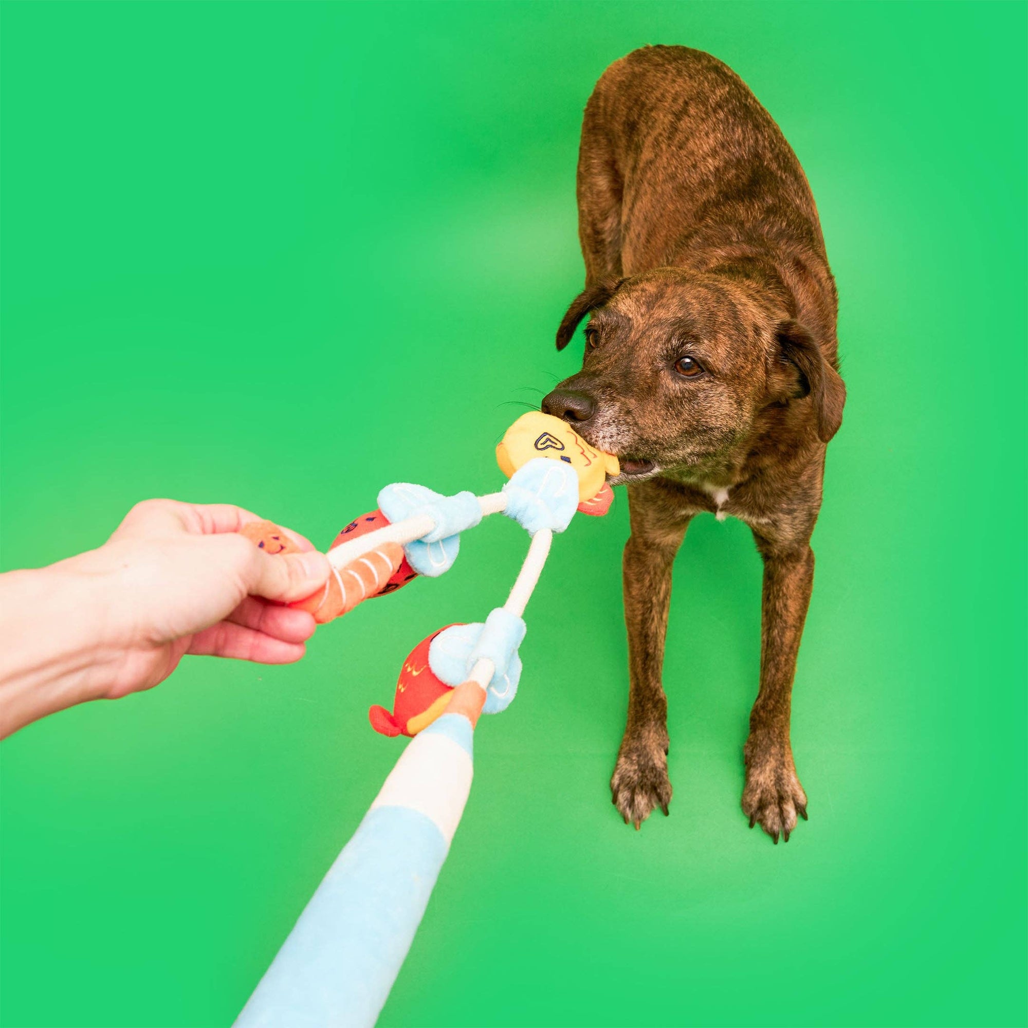 the furryfolks - Fishing Nosework & Tug Toy