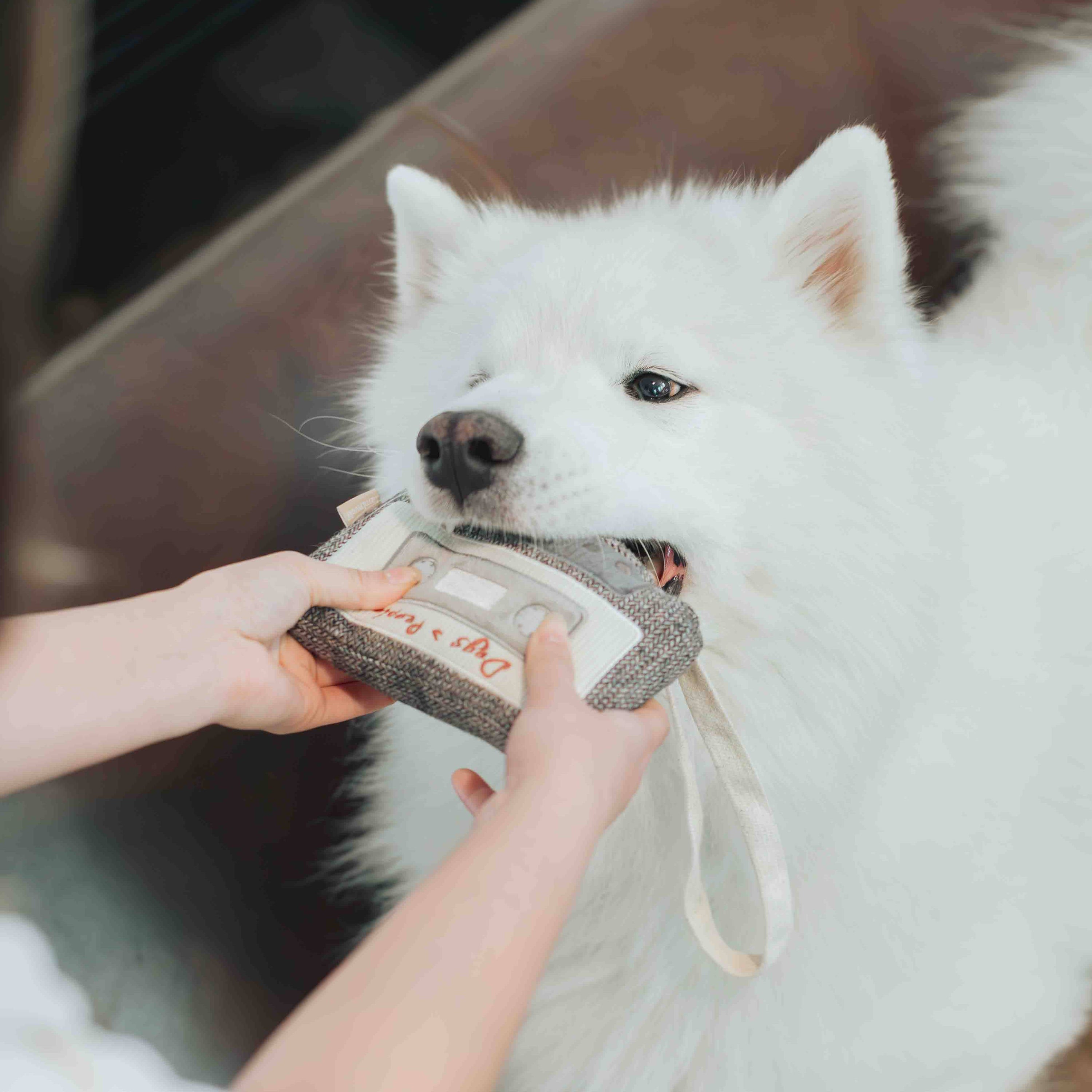 Lambwolf Collective - CASSETTE // ENRICHMENT DOG TOY