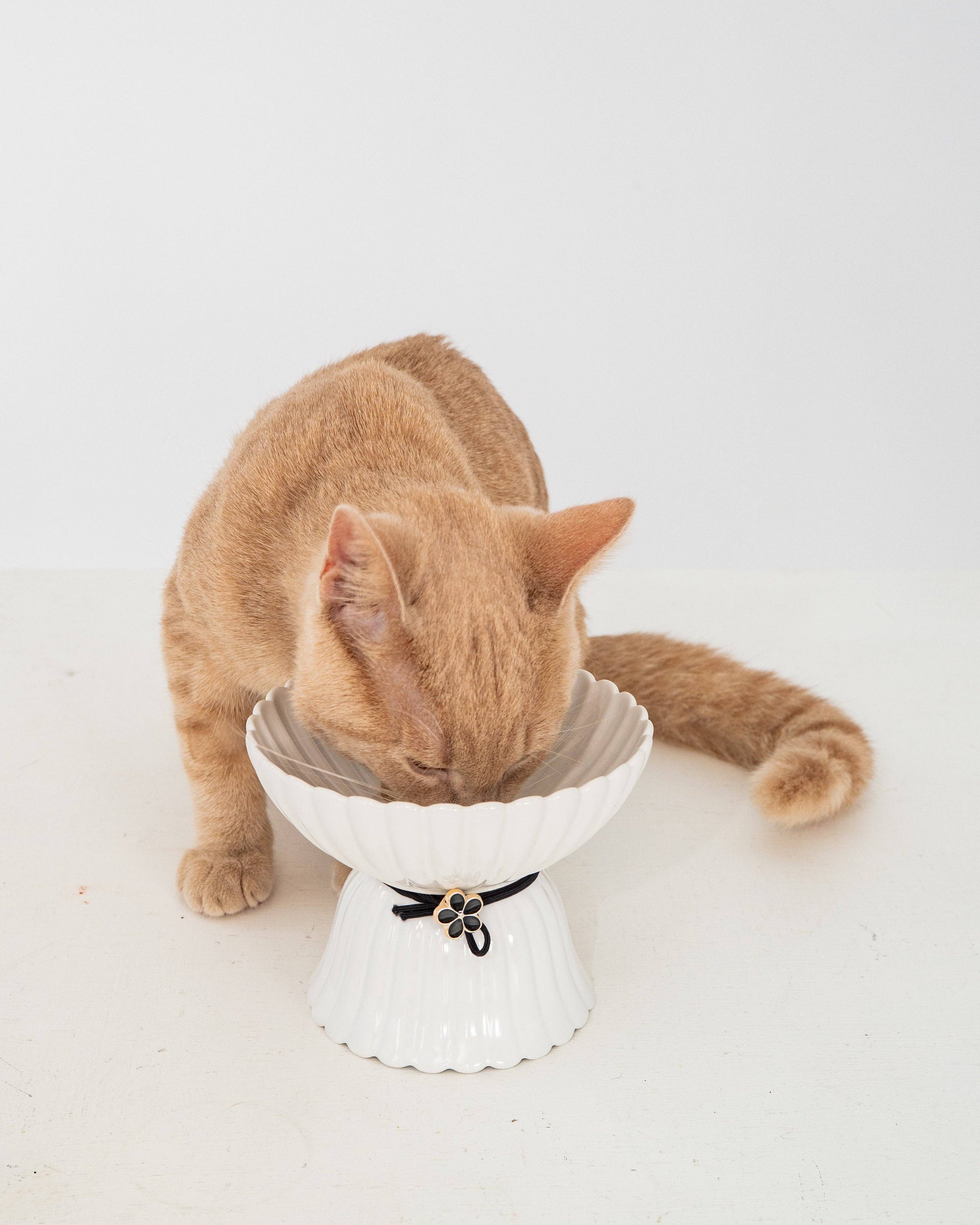 dexypaws - Cat Ceramic Bowl - White & Black Flower