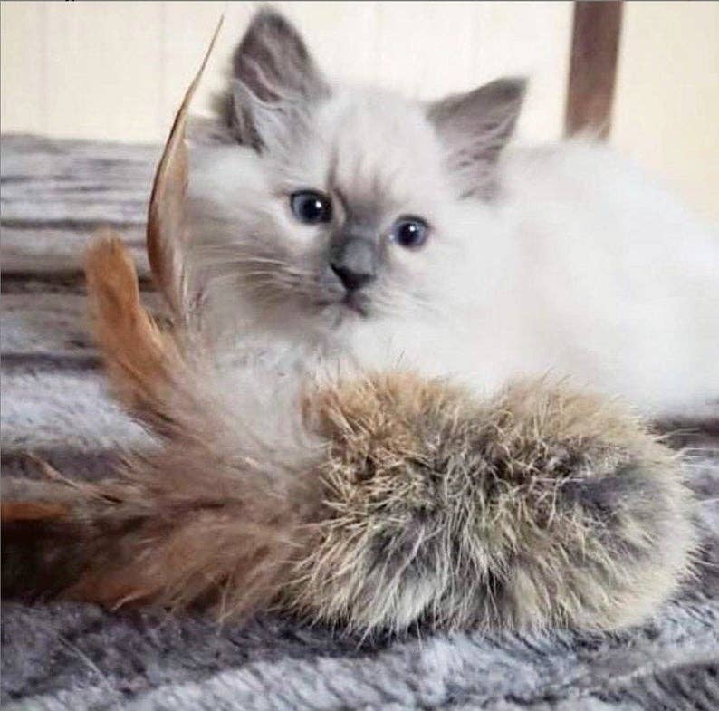 Natural Rabbit Fur & Feathers, Handmade Cat Toy, Birbits