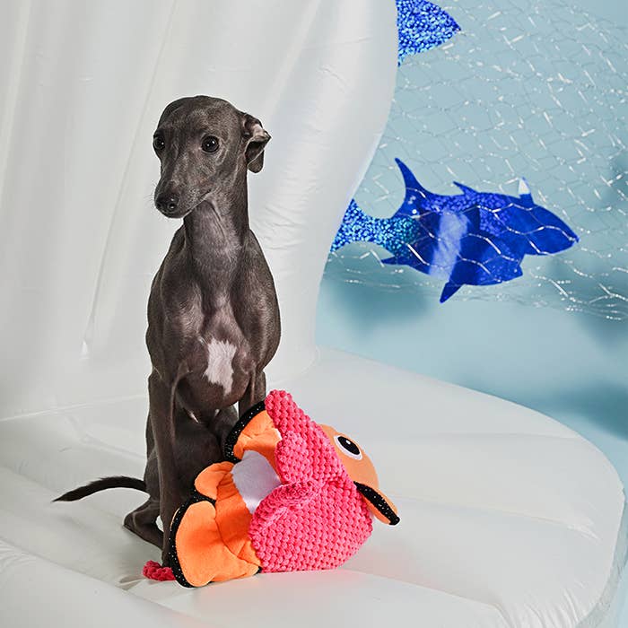 Hugsmart Products Inc - Ocean Pals Clown Fish Dog Plush Toy