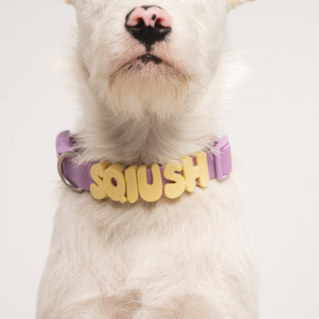 Springland Pets - Silicone Dog Charms, Personalize Pet Collar (63 Pack Assort): Lilac