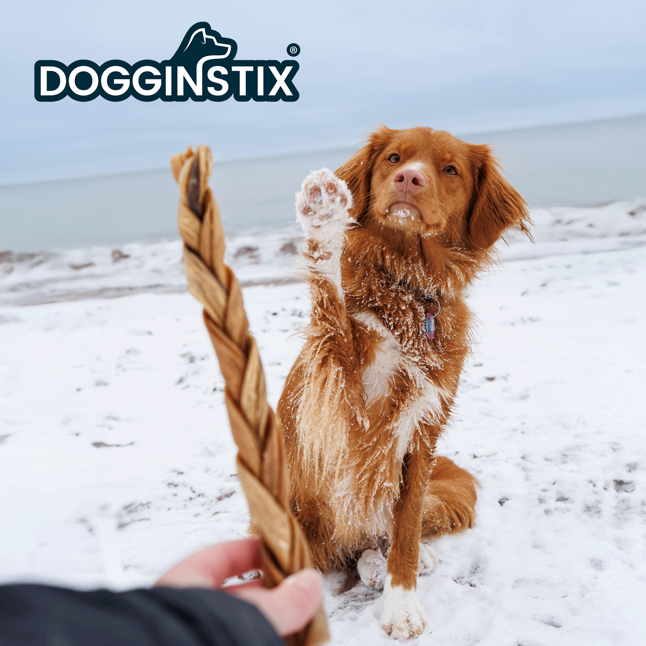 Dogginstix - 12" Braided Lamb Collagen Sticks