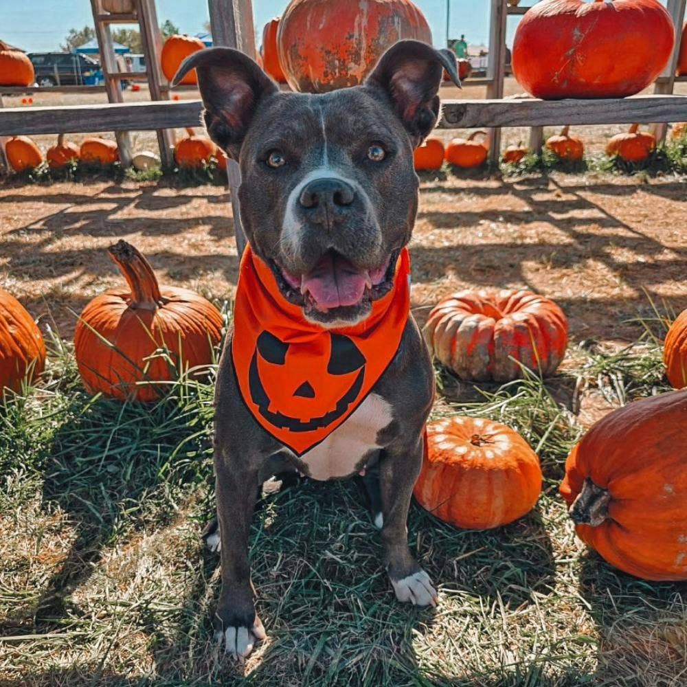 Boneyard Co. - "Jack-O'-Lantern" Cute Pumpkin Halloween Dog Bandana: Medium / Tie-On