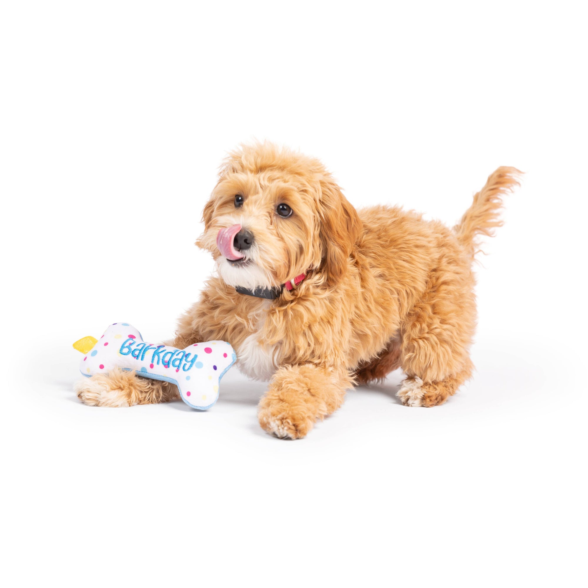 Huxley & Kent - Tiny Tuff It's My Barkday Bone