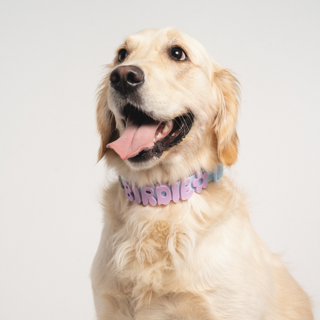 Springland Pets - Silicone Dog Charms, Personalize Pet Collar (63 Pack Assort): Lilac