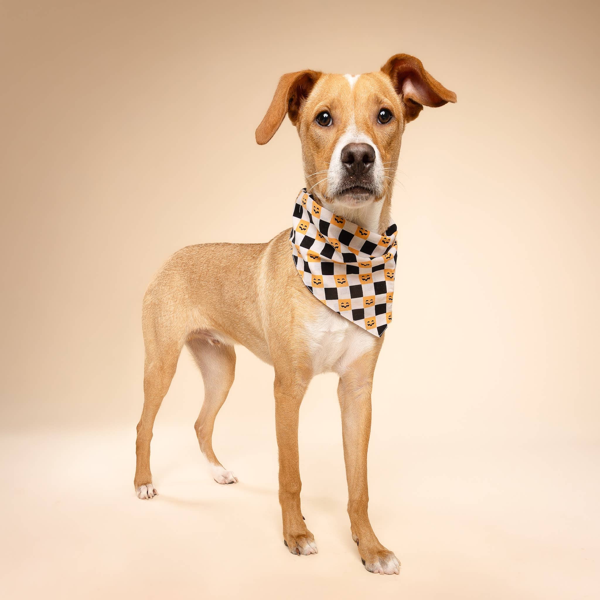 The Paws - Trick or Treat Halloween Dog Bandana: S