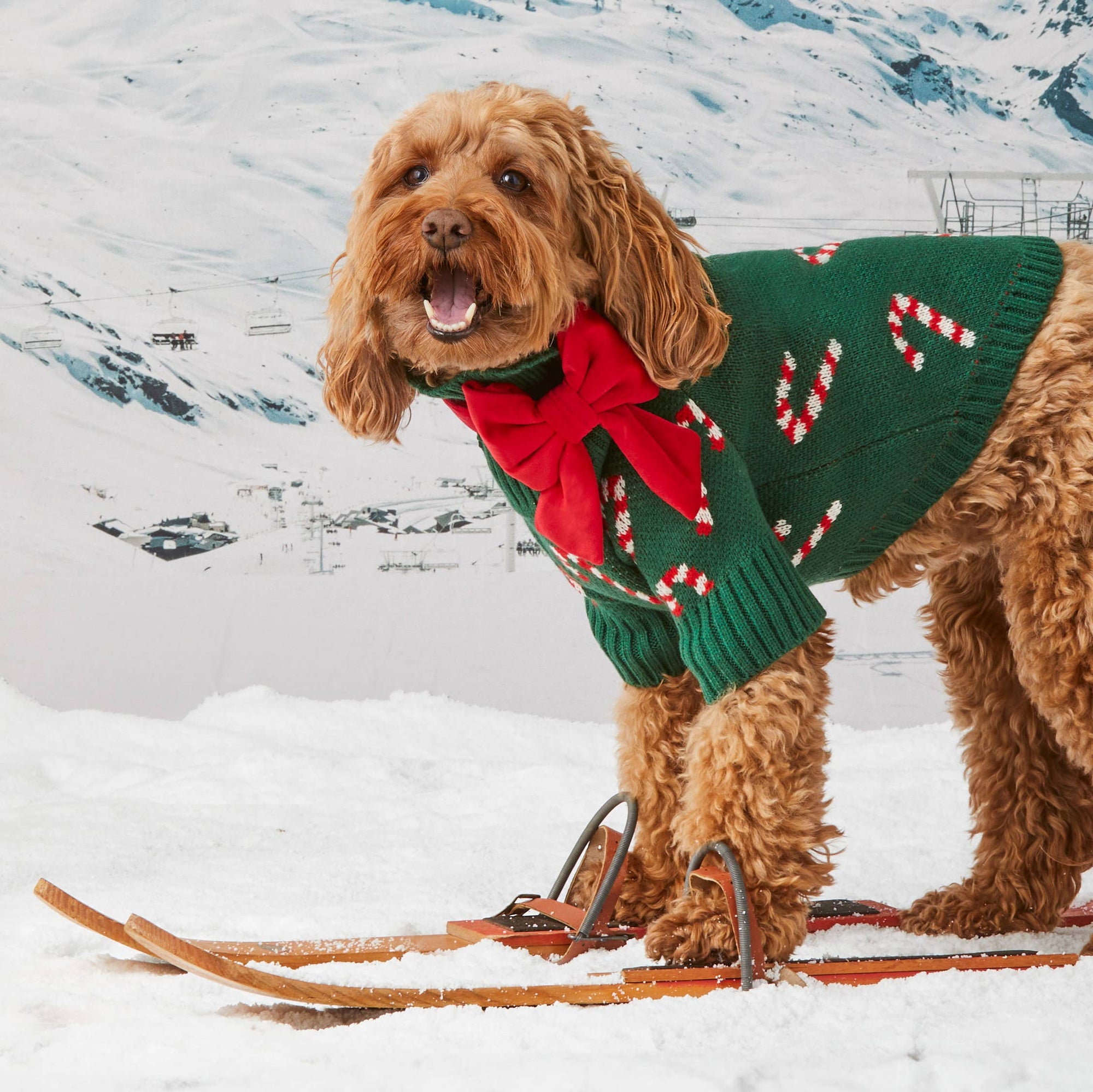 The Foggy Dog - Candy Canes Holiday Dog Sweater: XS