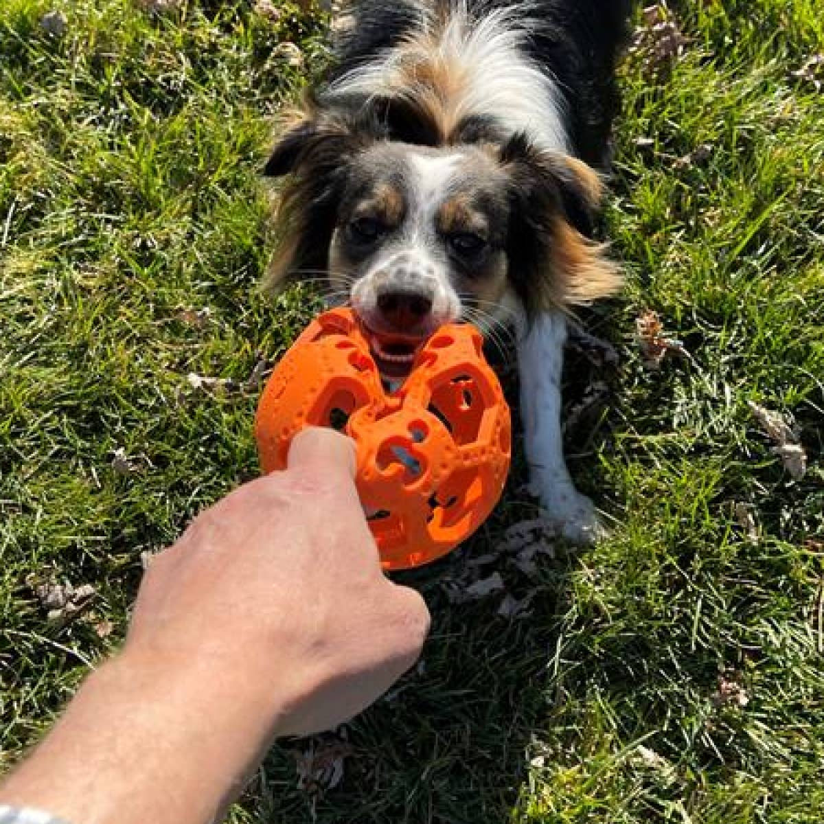 Tall Tails - GOAT Sport Flex-a-Ball Dog Toy