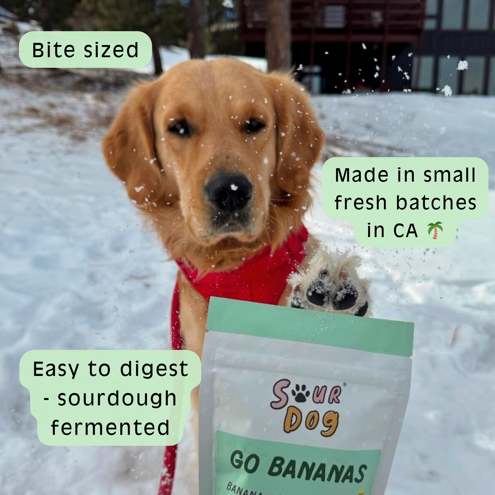 SourDog - Go Bananas - Banana Sourdough Dog Treats