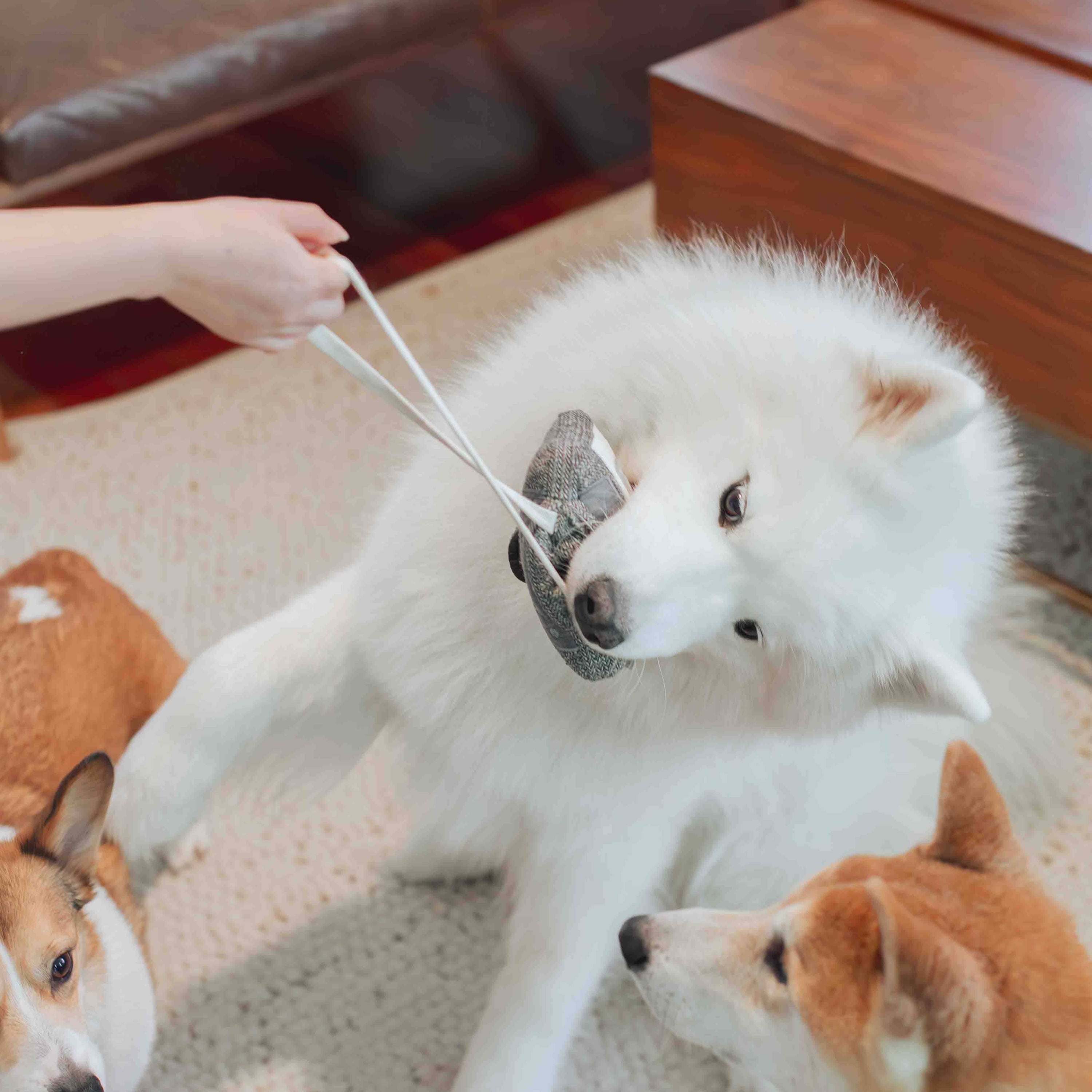 Lambwolf Collective - CASSETTE // ENRICHMENT DOG TOY
