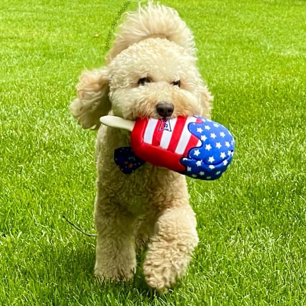 Huxley & Kent - Star Pop Dog Toy (Large)