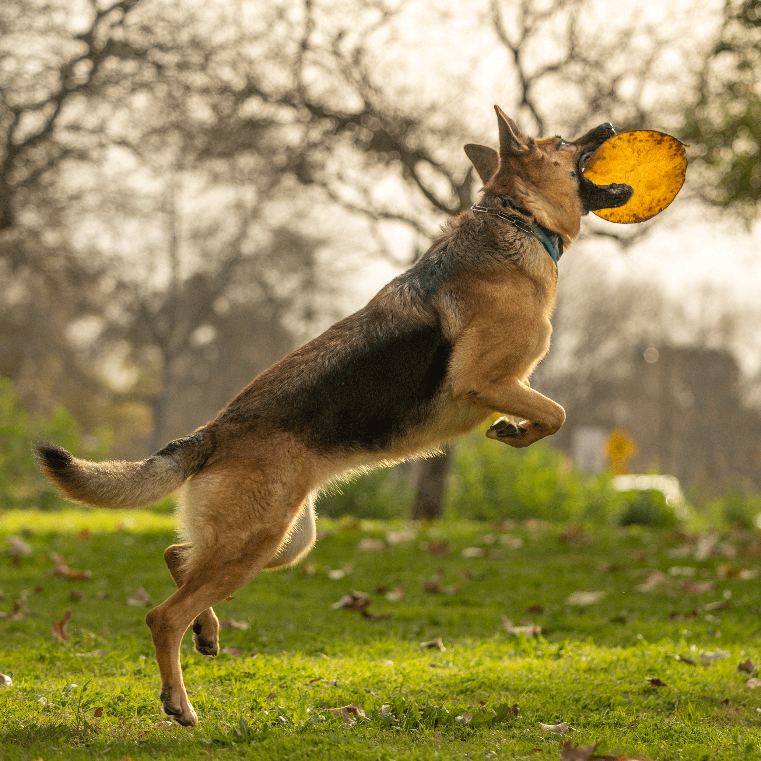 Dogginstix - Beef Collagen UFO - Frisbee Disc