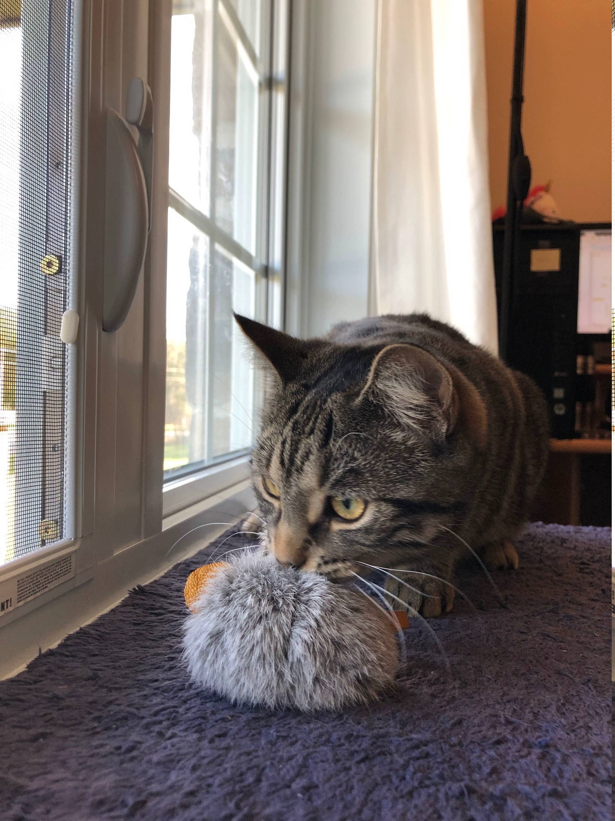 Rabbit Fur, Leather, Cat Toy, Gunner