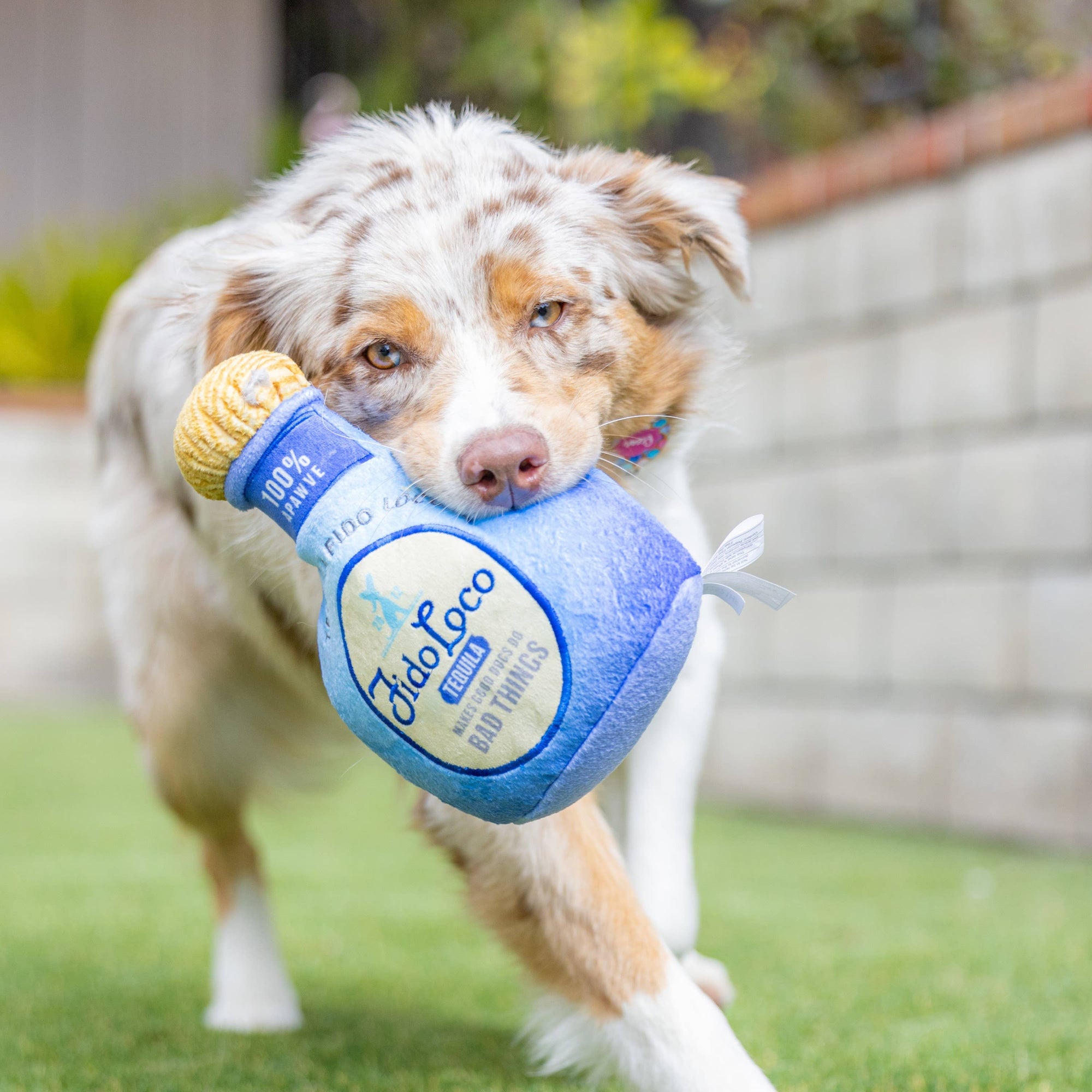 Huxley & Kent - Fido Loco Tequila Dog Toy (Small)