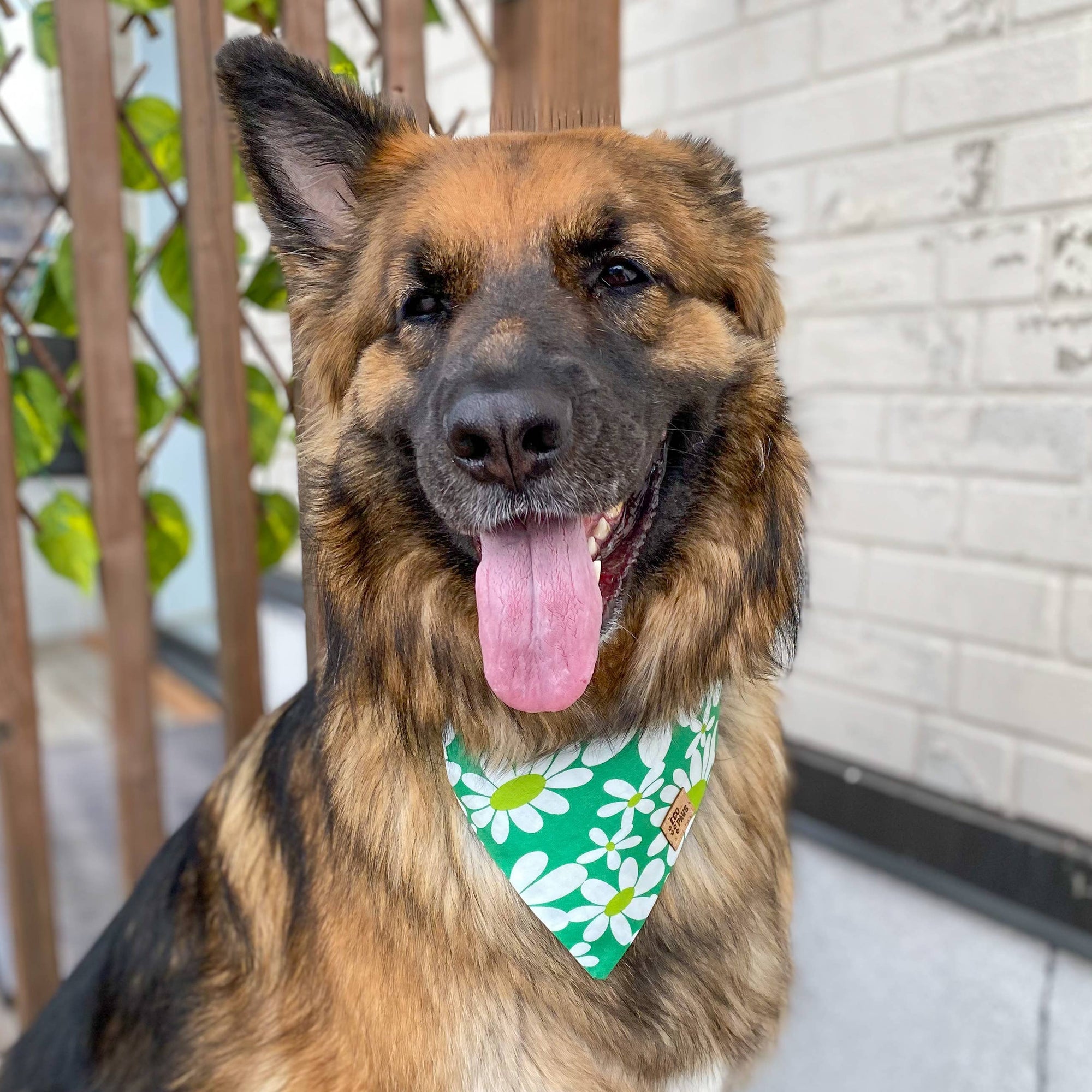 ECO4PAWS - Retro Daisies Green Bandana: XS