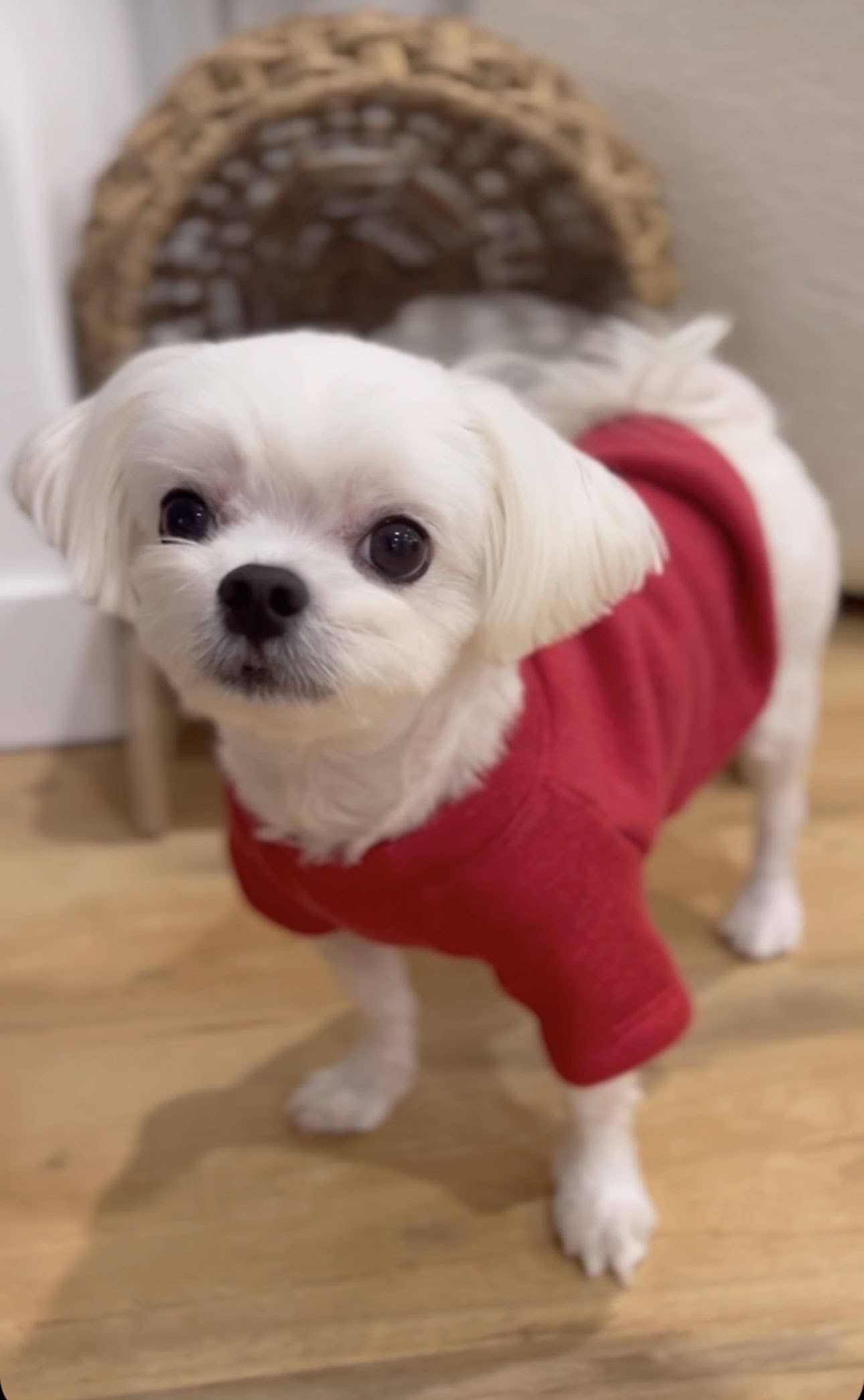 OAT COLLECTIVE - MERRY WOOFMAS Pet Graphic Sweatshirt : HEATHER FOREST / S