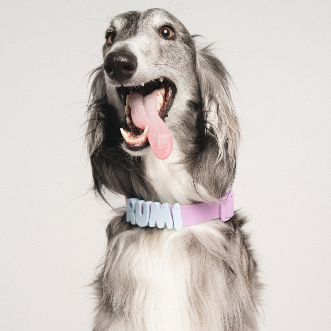 Springland Pets - Silicone Dog Charms, Personalize Pet Collar (63 Pack Assort): Sky Blue