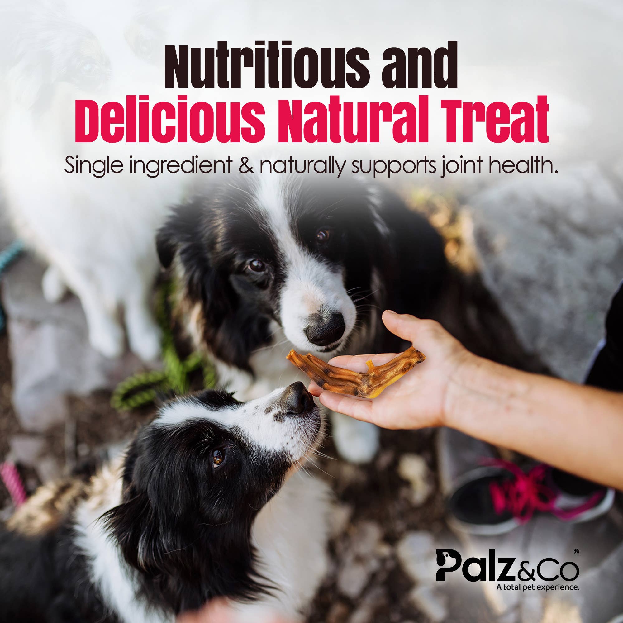 Palz&Co - Birddog Duck Feet (35 Pack)