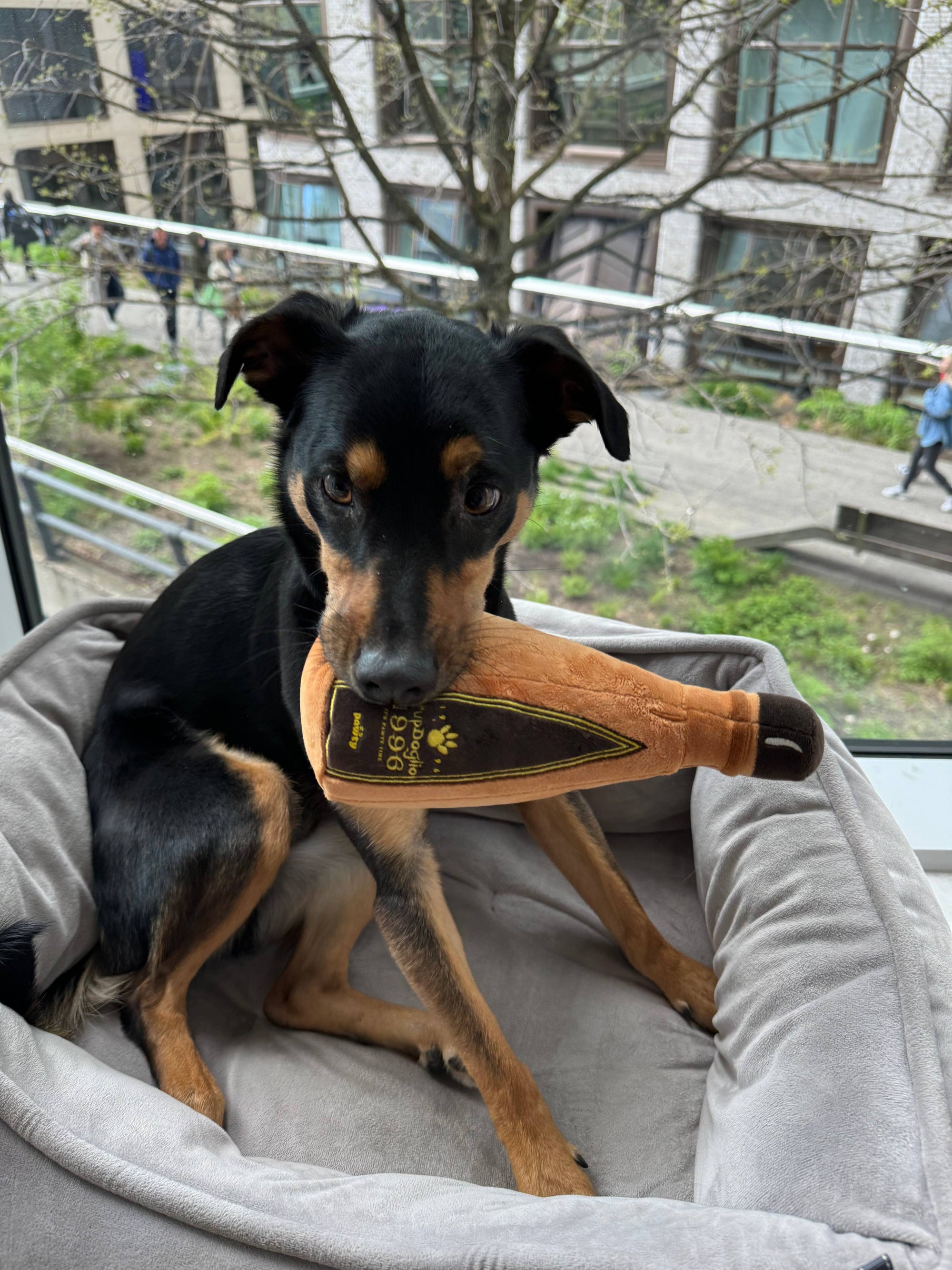 PAWTY Dog Toys - 1996 Tequila