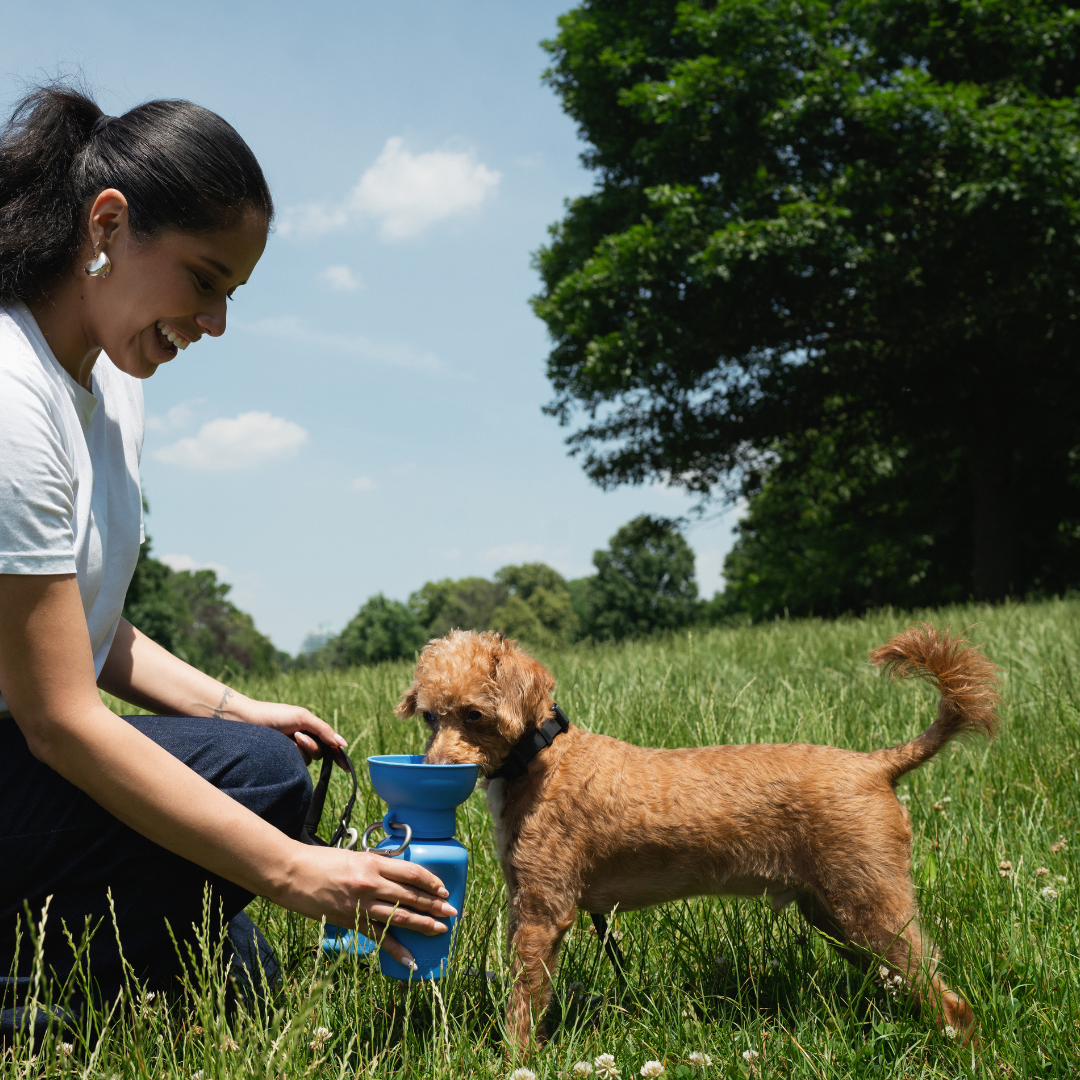 Springer Pets - Dog Travel Water Bottle, 20oz, Flip Silicone (12 Pack): Mixed (12 Pack)
