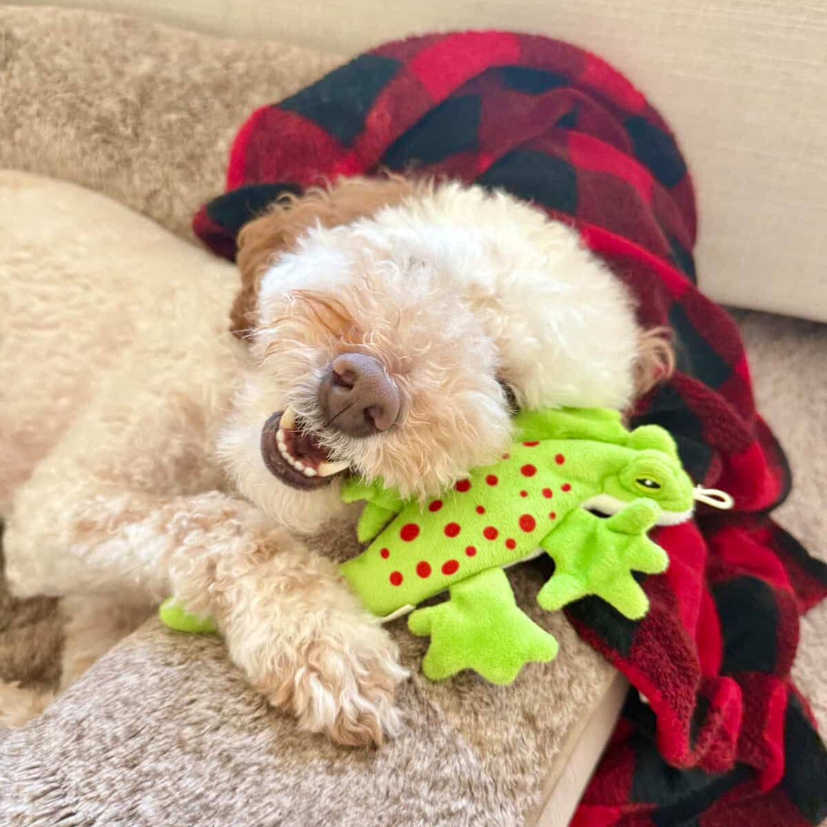 Tall Tails - Stuffless Lizard Squeaker Dog Toy