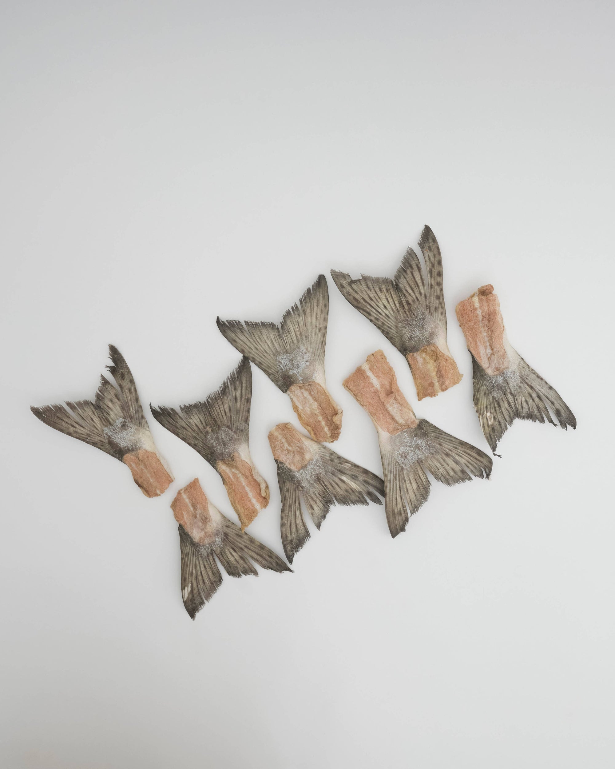 Amica Science - Wild Salmon Tails: Compostable Bag (5 Tails)