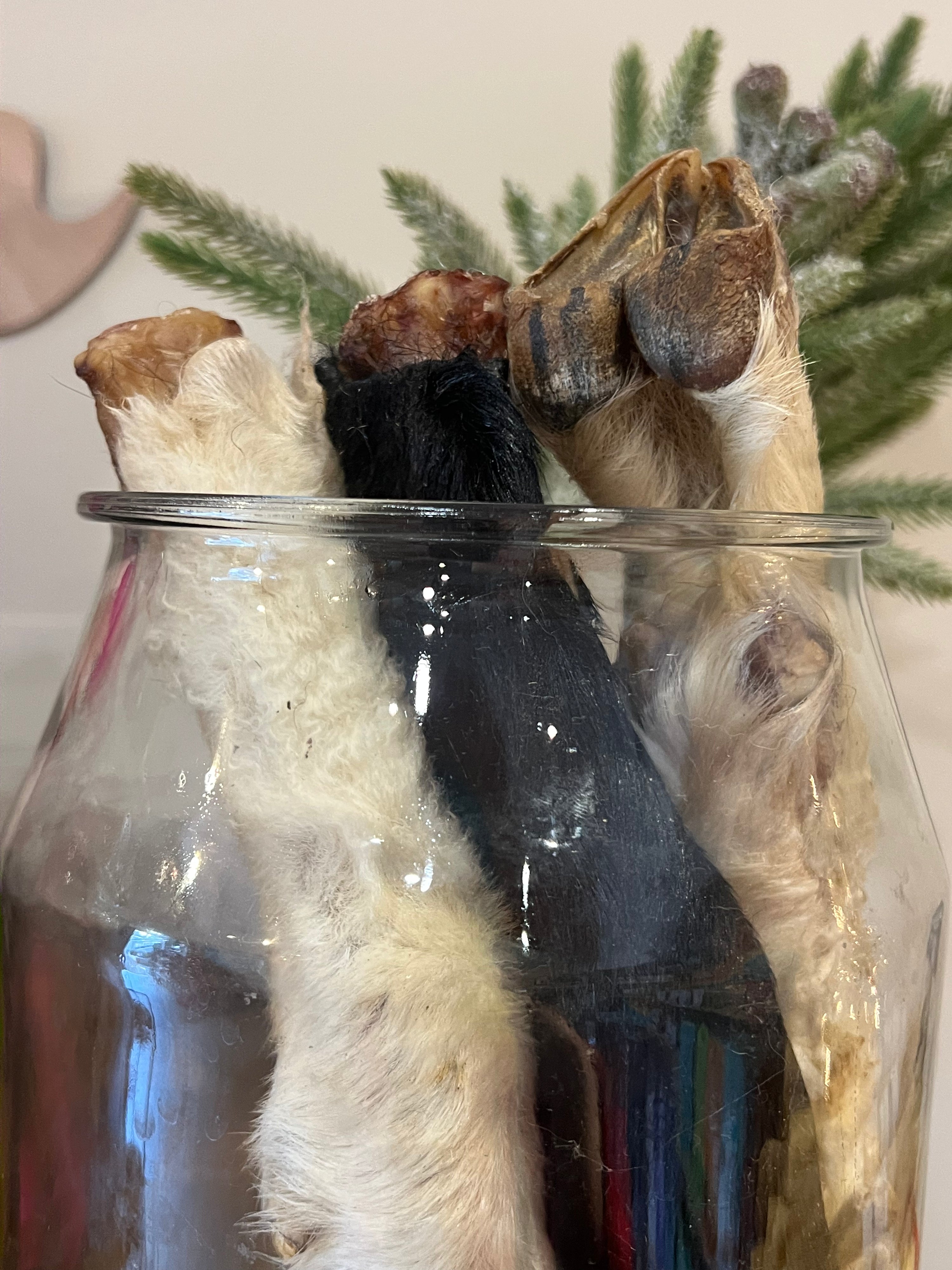 Real Dog Box- Sheep/Goat Trotter, Hooves with Fur