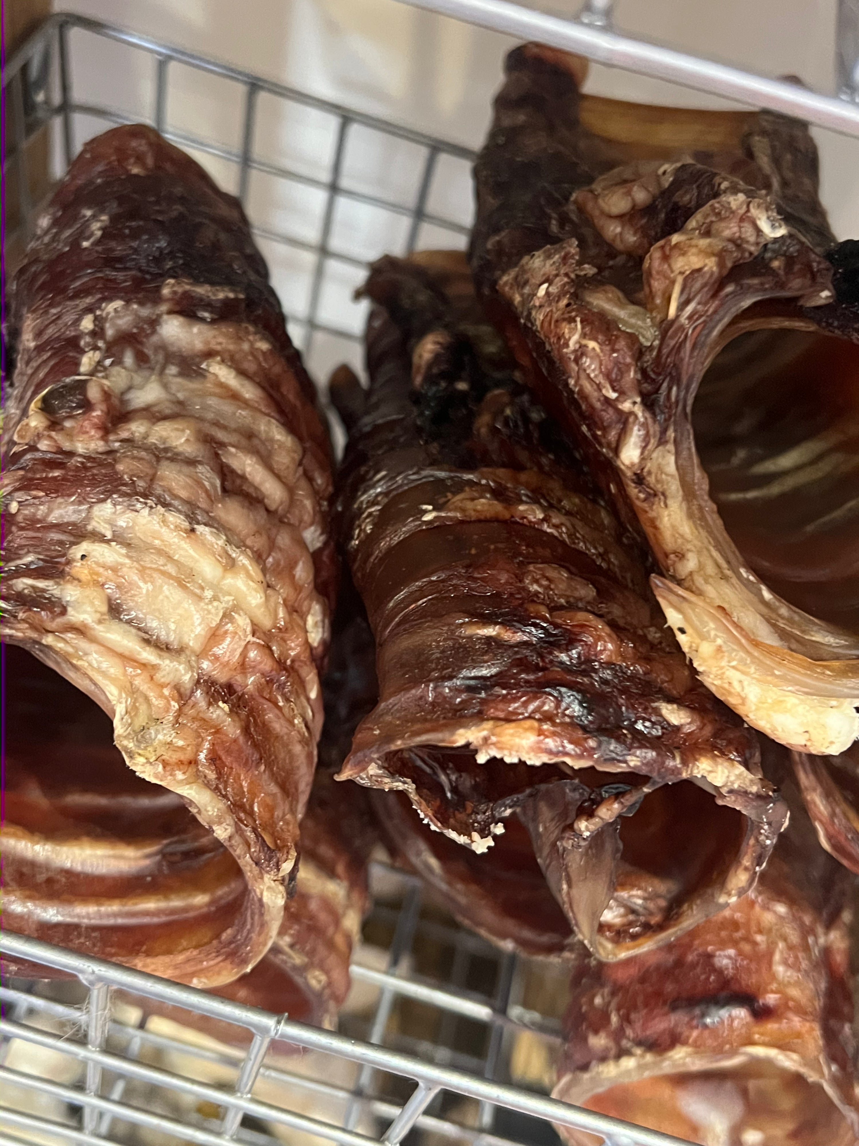 Real Dog Box- Bison Trachea