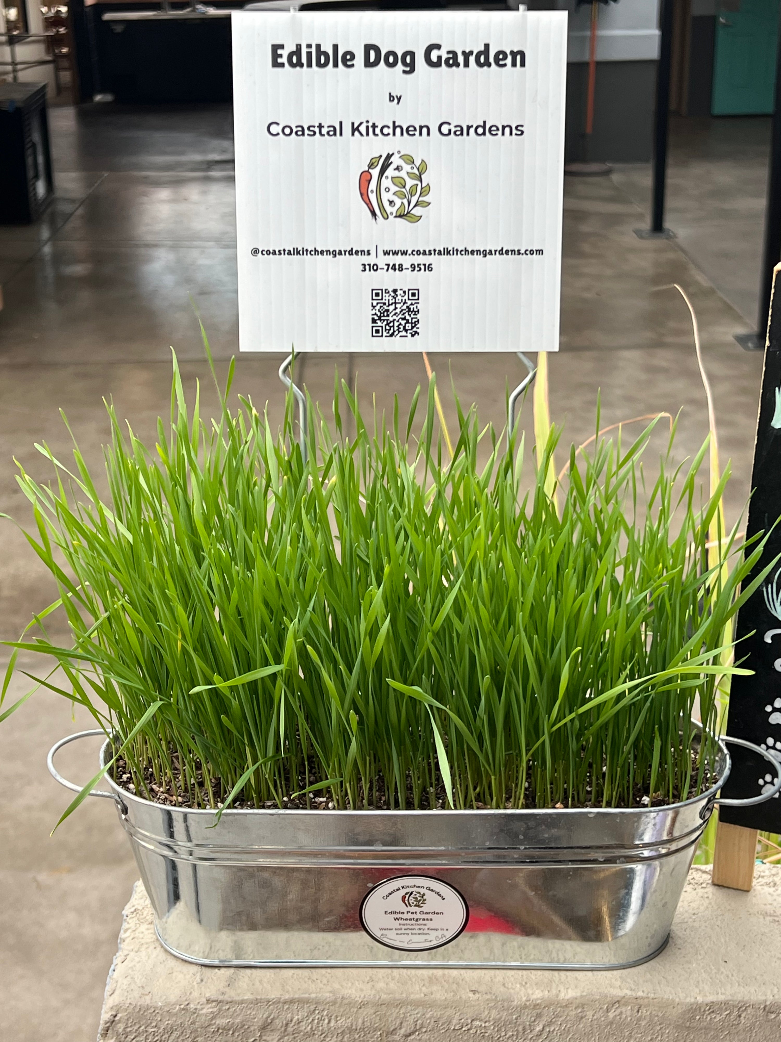 Wheat Grass