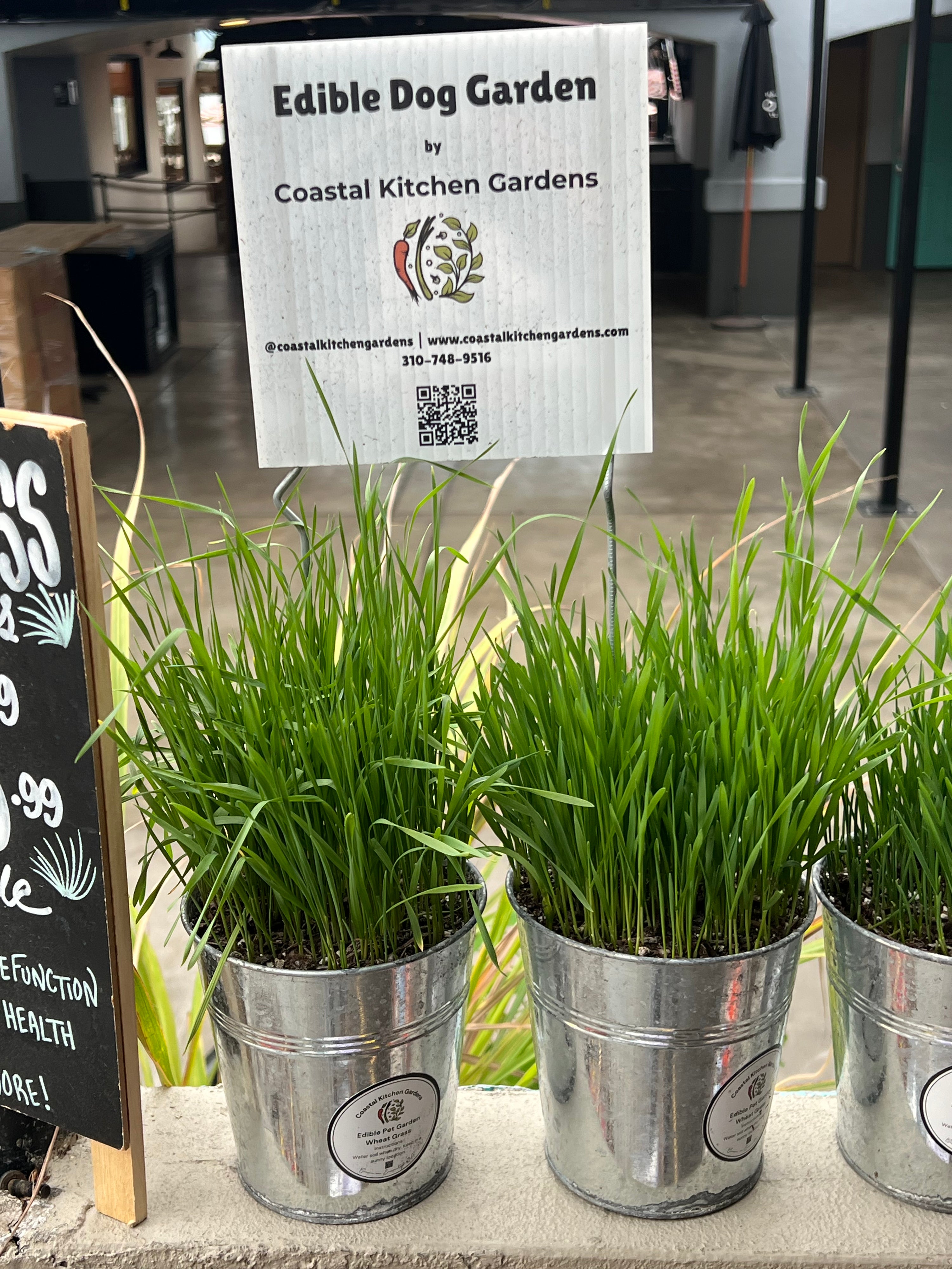Wheat Grass