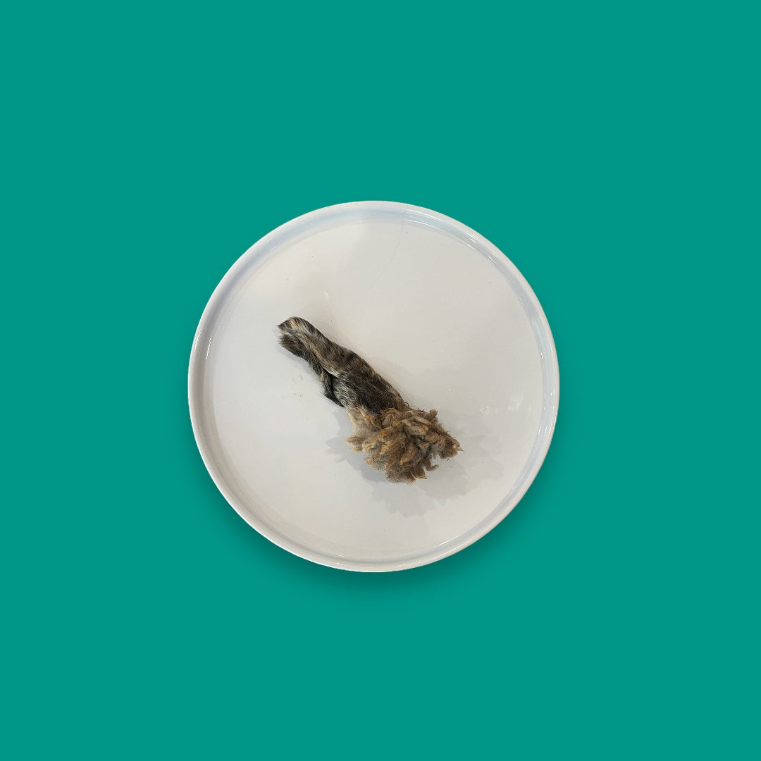 Hairy Lamb Ear