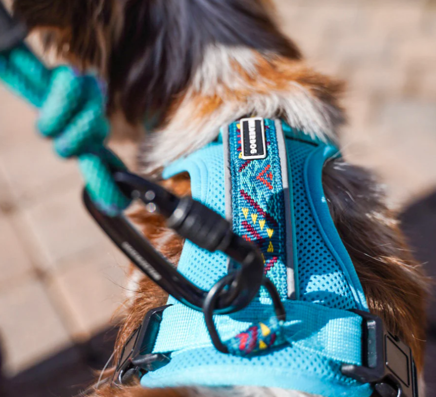 Wilderdog Harness - Teal