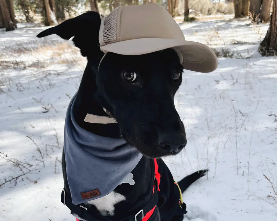 Puplid Dog Trucker Hat