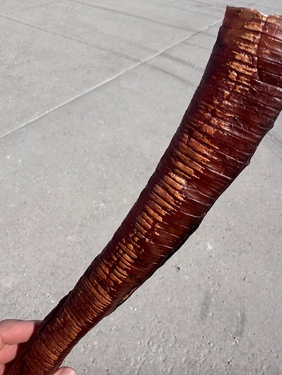 Dehydrated Ostrich Trachea