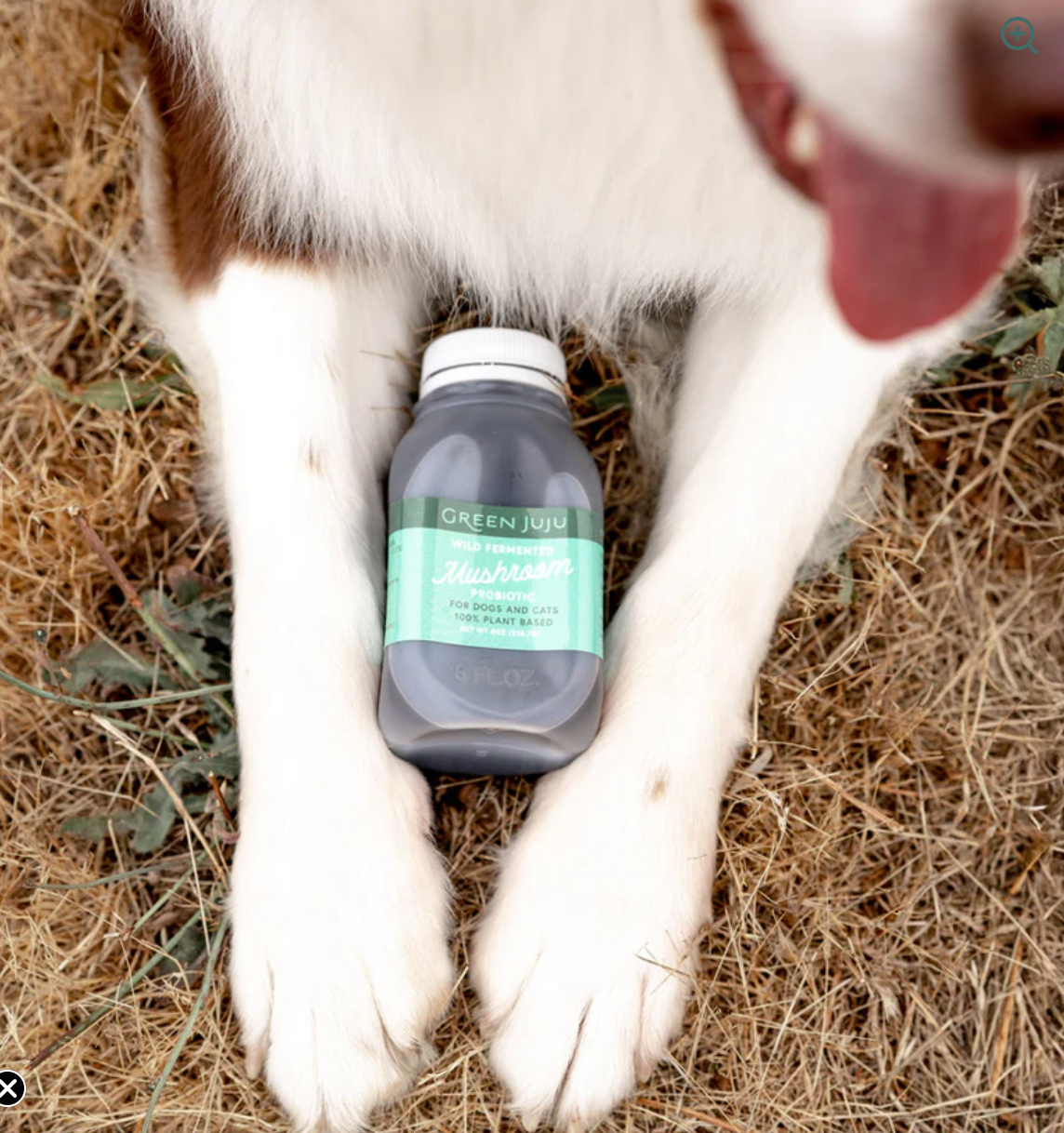 Green Juju | Wild Fermented Mushroom Probiotic For Dogs and Cats (8oz)