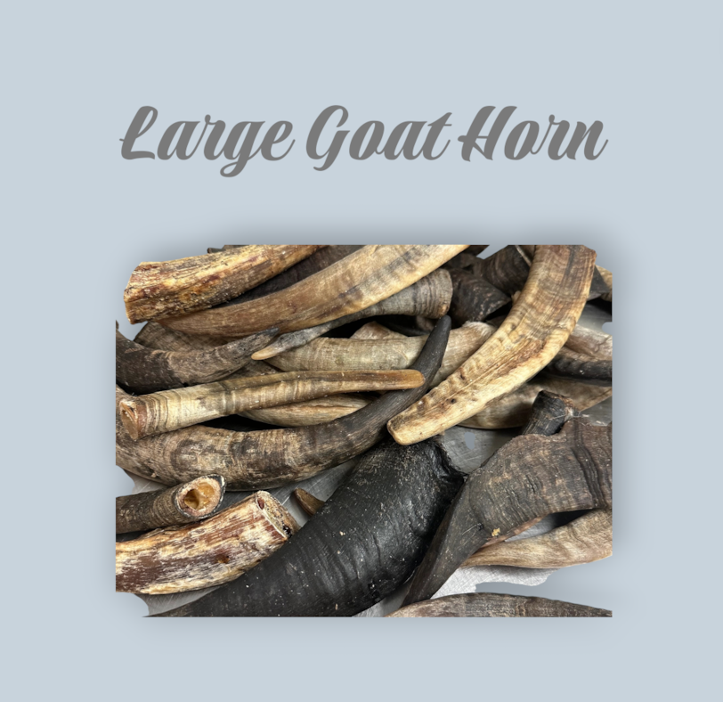 Large Goat Horn 