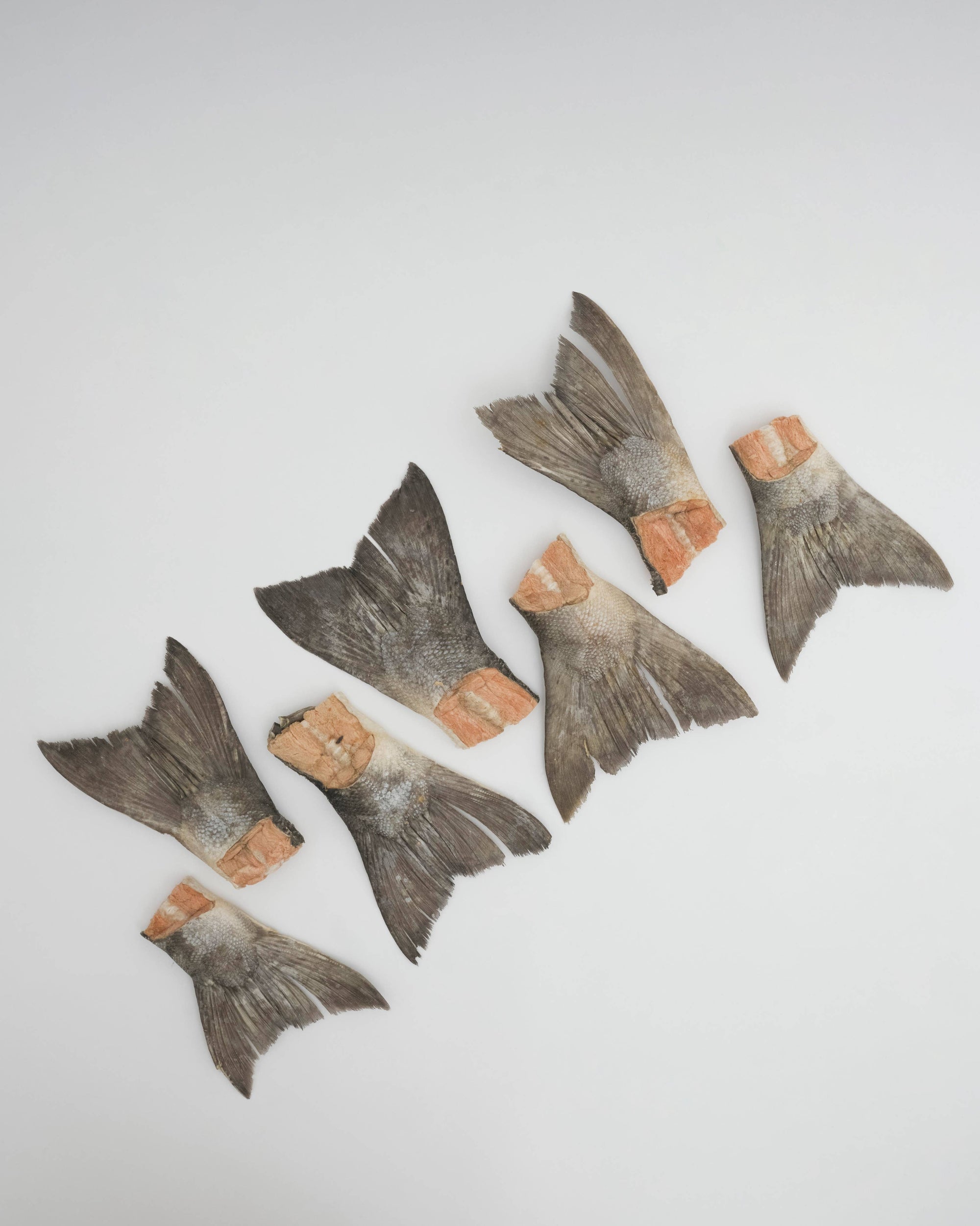 Amica Science - Wild Salmon Tails: Compostable Bag (5 Tails)