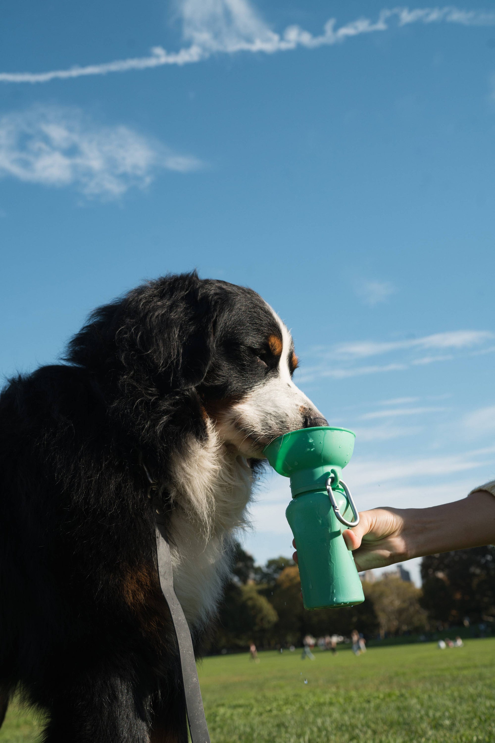 Springer Pets - Dog Travel Water Bottle, 20oz, Flip Silicone (12 Pack): Mixed (12 Pack)