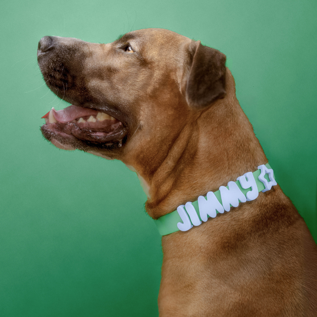 Springland Pets - Waterproof & Adjustable Dog Collar (Small, Medium, Large)