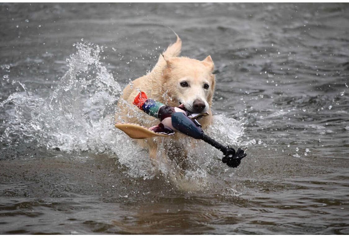 Spunky Pup - Fly & Fetch Launching Toys: Duck