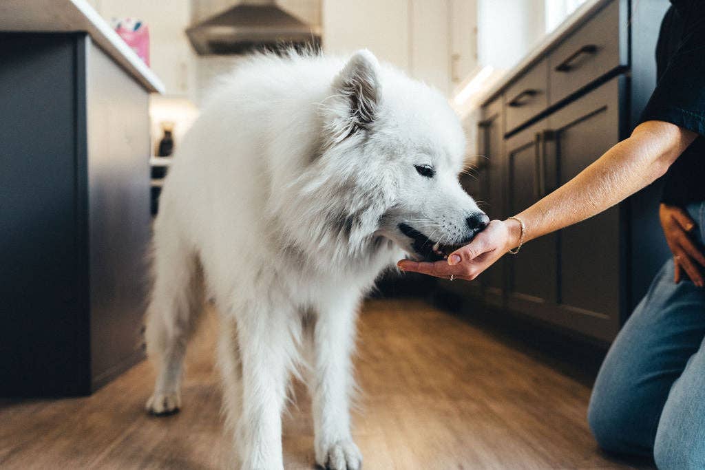 Momentum Carnivore Nutrition | Freeze-Dried Pork Tenderloin Treats for Dogs & Cats (3.5 oz)