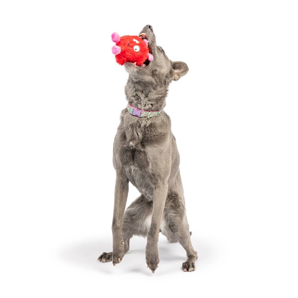 Huxley & Kent - Fur Bug Dog Toy: One Size