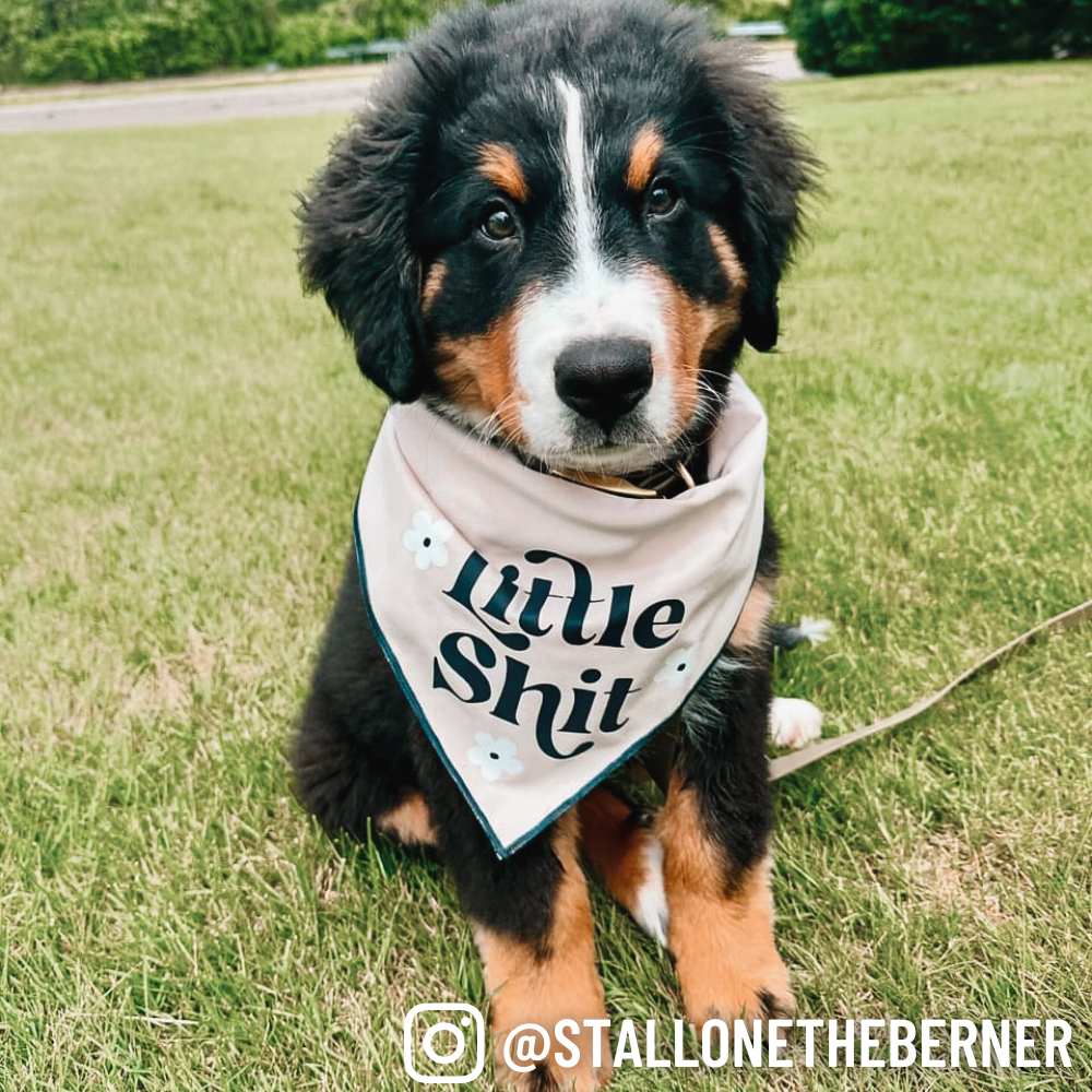 Boneyard Co. - "Little Sh*t" Funny Sassy Dog Bandana, unique dog mom gifts: Navy / XS / Tie-On