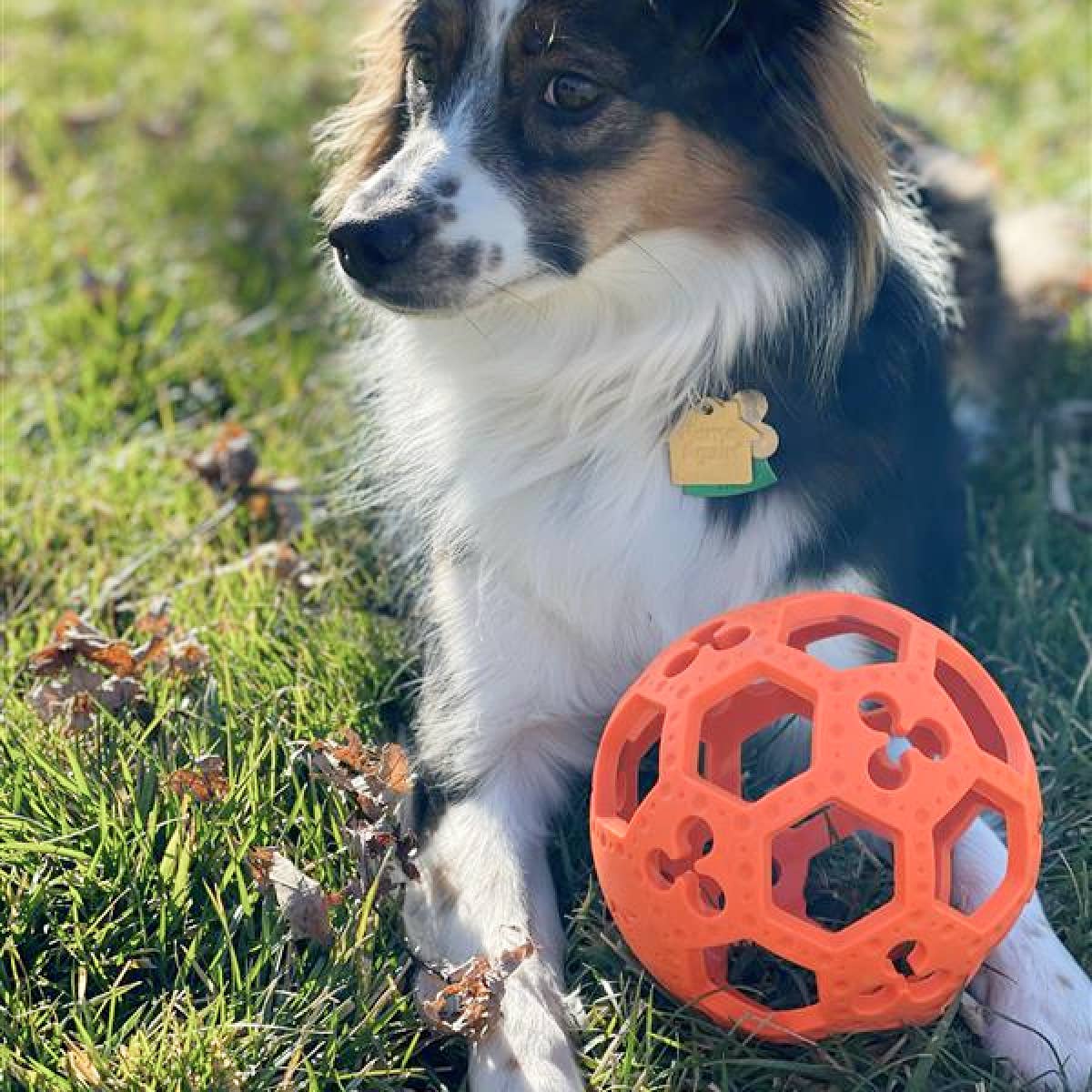 Tall Tails - GOAT Sport Flex-a-Ball Dog Toy