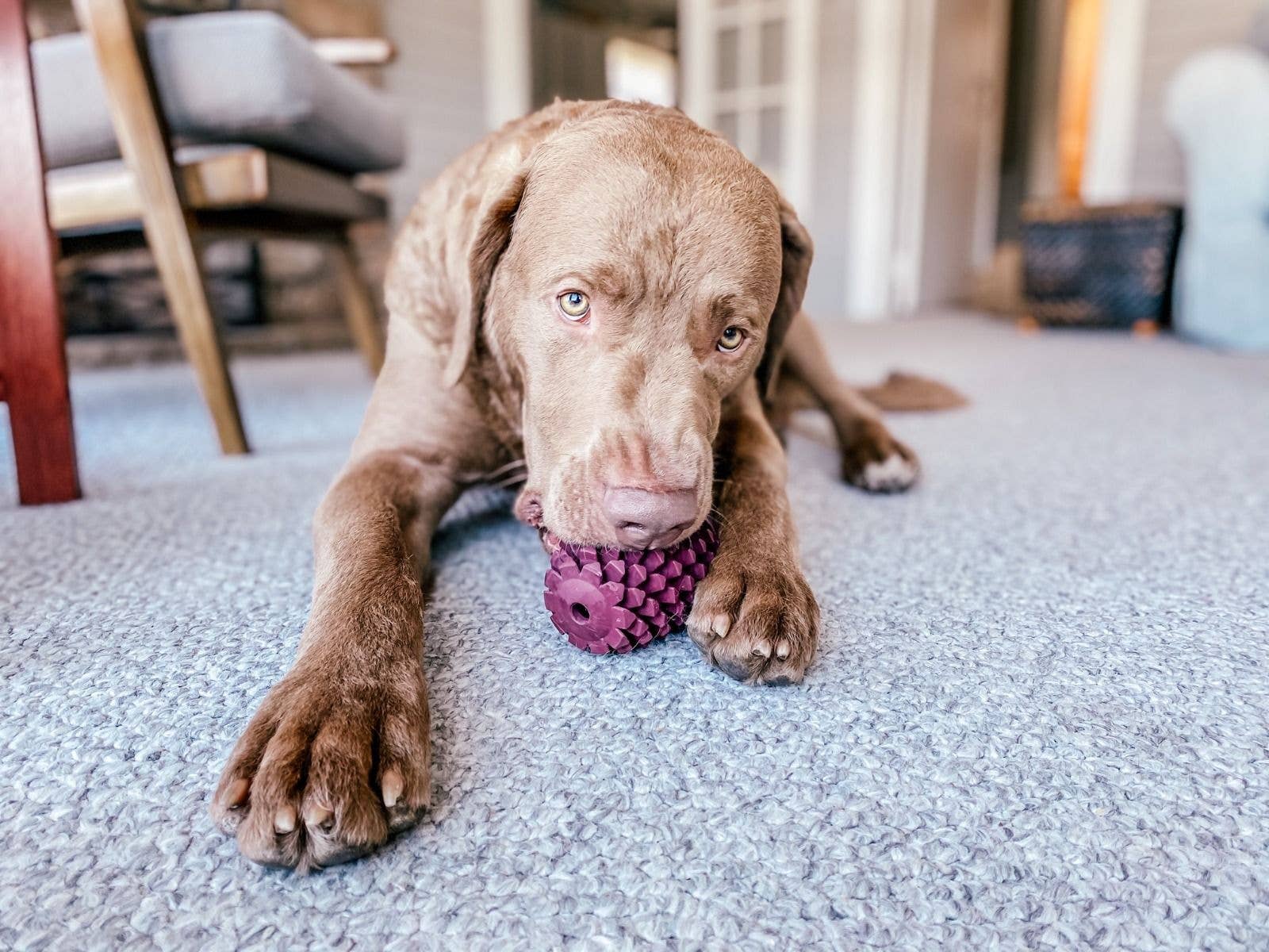 Tall Tails - Tall Tails Natural Rubber Pinecone Toy