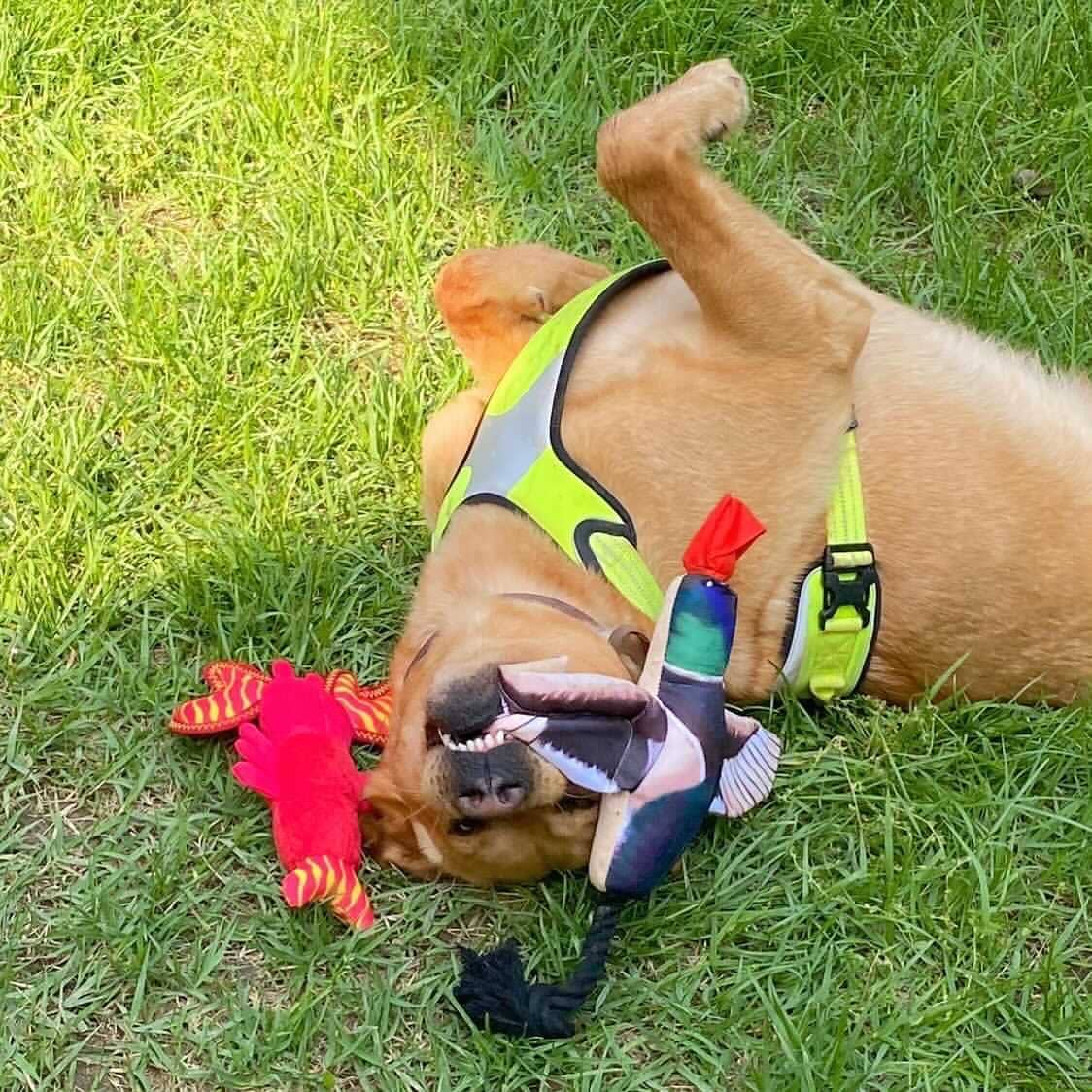 Spunky Pup - Fly & Fetch Launching Toys: Duck