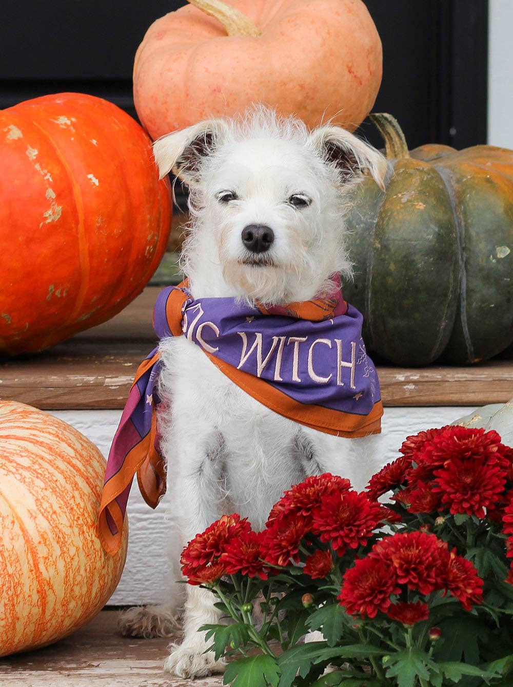 Good Thomas - Basic Witch Bandana: One Size